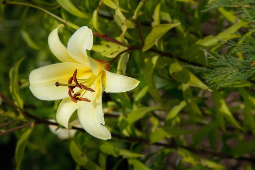 The Bud of a yellow Lily bloomed in the garden close-up .Texture or background