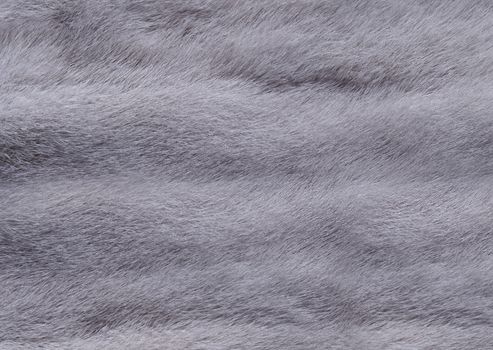 Short-haired domestic cat fur with a bluish tint close-up.Texture or background
