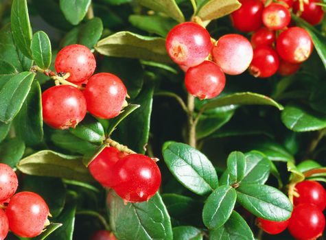 Autumn on the branches hangs a large round cranberries .Texture or background