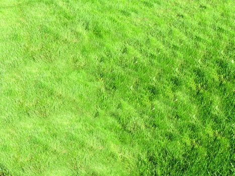 Natural rich green grass on the lawn