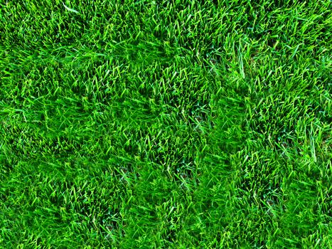 Green grass on meadow background or texture