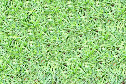A thick variety of green grass for outdoor activities