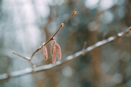 In the winter forest on a birch branch hung lonely earrings