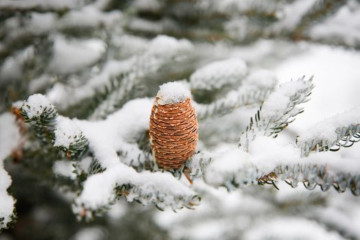 Caucasian fir in winter with a beautiful cone