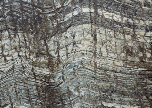 Natural section of the tree trunk of gray color