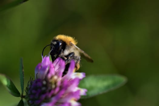 Close up of a field bumblebee sucking nectar from a red clover blossom against a green blurry background