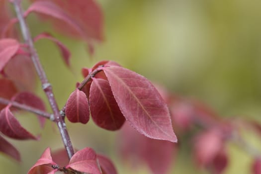 Burnning bush red leaves - Latin name - Euonymus alatus