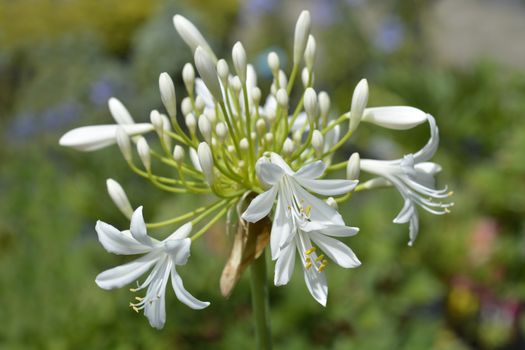 White African Lily flower - Latin name - Agapanthus africanus Albus