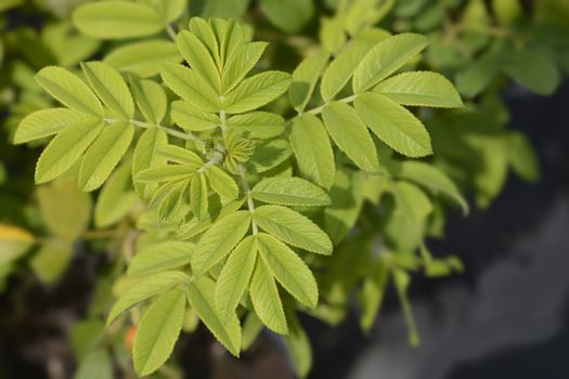 Rugosa rose leaves - Latin name - Rosa rugosa