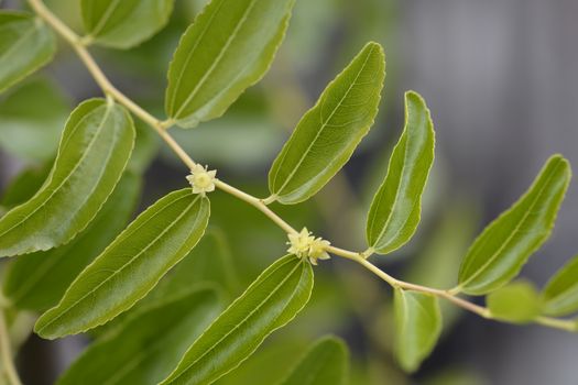 Jujube flower - Latin name - Ziziphus jujuba