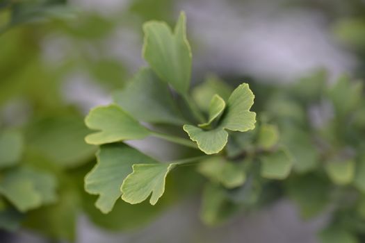 Ginkgo Fastigiata leaves - Latin name - Ginkgo biloba Fastigiata