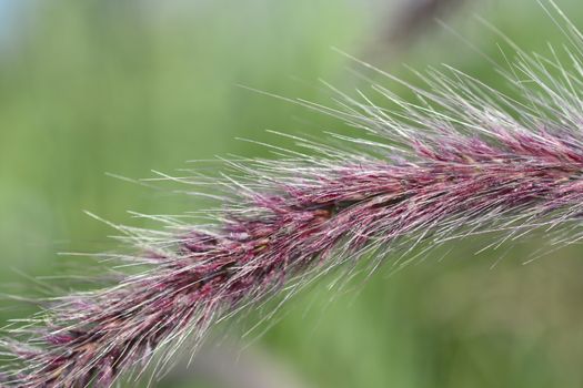 Fountain Grass Rubrum flower detail - Latin name - Pennisetum advena Rubrum