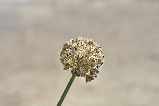 Garden onion seed head - Latin name - Allium cepa