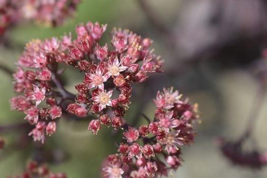 Orpine Purple Emperor - Latin name - Hylotelephium telephium Purple Emperor (Sedum telephium Purple Emperor)