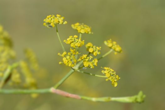 Common fennel yellow flowers - Latin name - Foeniculum vulgare