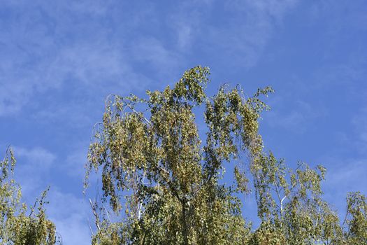 Common birch - Latin name - Betula pendula