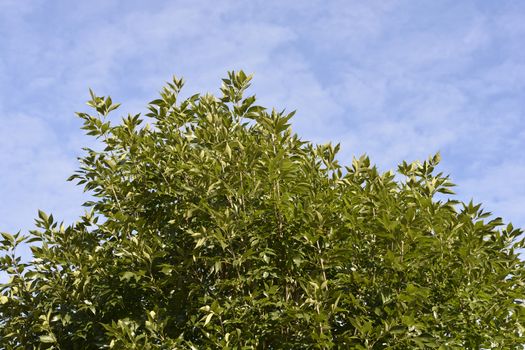 Common ash tree top - Latin name - Fraxinus excelsior