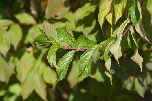 Old-fashioned weigela leaves - Latin name - Weigela florida