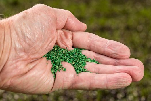 Senior male caucasian hand holding green coated grass seeds for repairing lawn with new drought resistant blend