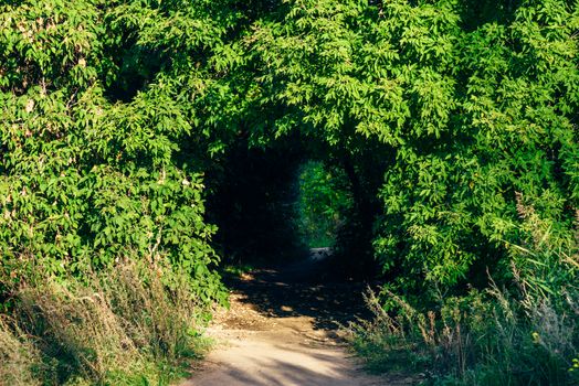 Hidden walkway through the bush in forest thicket