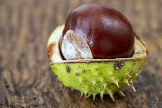 open chestnut on dark wood