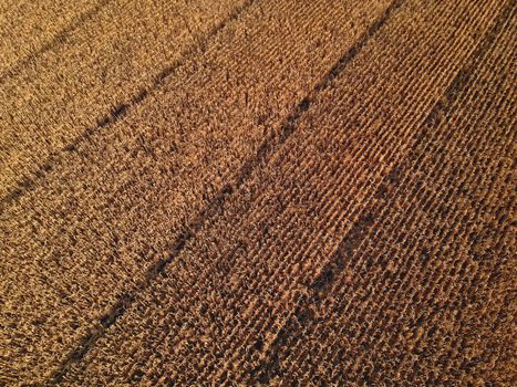 Aerial view on the corn field in summer sunset light