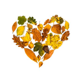 Colorful collection of autumn leaves like a heart on a white background