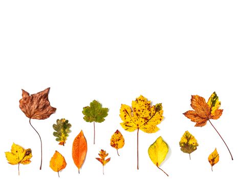 Colorful collection of autumn leaves on a white background. Copy space.