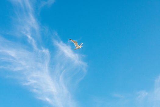 A Single Seagull Flying Through the Sky With Whisphy Clouds Behind It