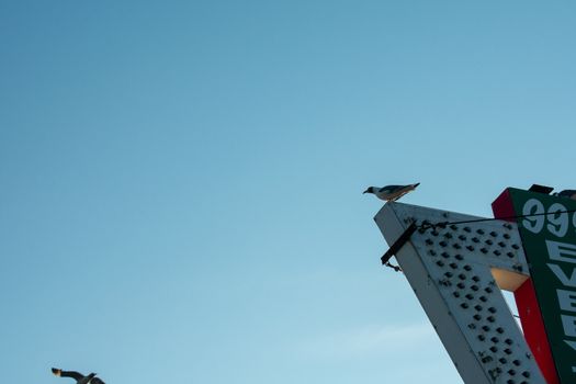 A Seagull Perched on top of an Old Marquee Sign