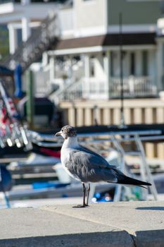 A Seagull Standing on a Ledge Near Boats and Water Looking Off in the Distance