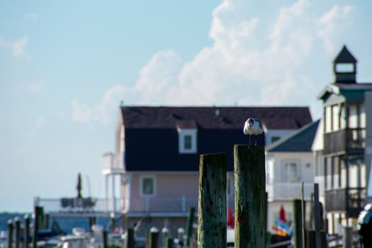 A Big Seagull Sitting on a Wooden Pillar Sticking Out of the Water at a Pier