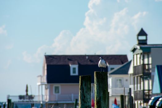 A Big Seagull Sitting on a Wooden Pillar Sticking Out of the Water at a Pier