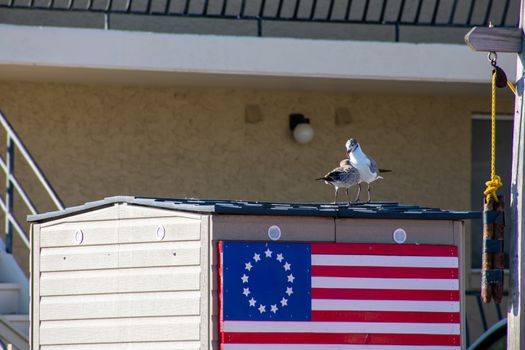 Two Seagulls Playing With Eachother on the Roof of a Small Building