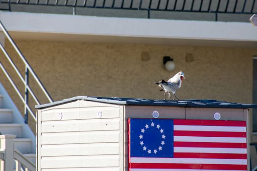 Two Seagulls Playing With Eachother on the Roof of a Small Building