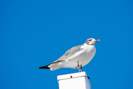 A Seagull Standing on a white Post With a Solid Blue Sky as the Background