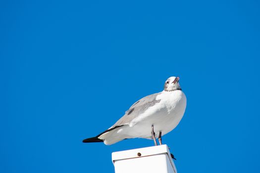 A Seagull Standing on a white Post With a Solid Blue Sky as the Background
