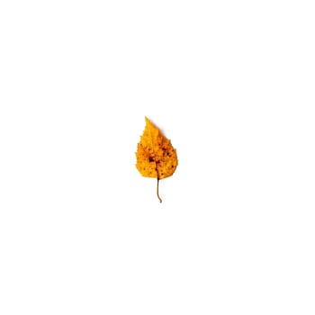 Brown leaf isolated on a white background