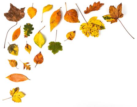 Colorful collection of autumn leaves on a white background. Copy space.