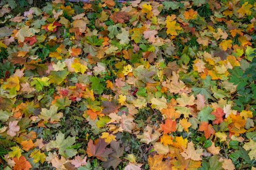 Yellow, orange and red September autumn maple leaves on the ground in a beautiful autumn Park