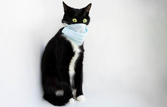 Stay at home.Funny black cat with green eyes and a surgical mask on his face. The concept of colds and flu in Pets and coronavirus infections in veterinary medicine. COVID-19 infections in animals.