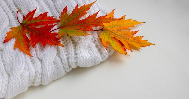 Autumn composition. colorful leaves on a white knitted scarf. Autumn concept. Flat layout, top view, copy space