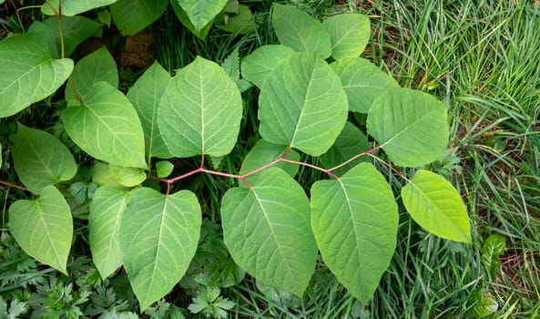 Green leaves pattern background, Natural background and wallpaper