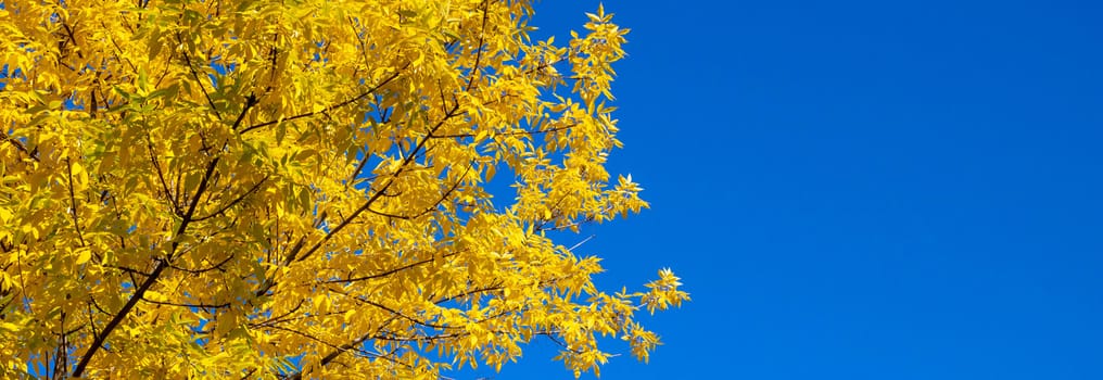 Panorama of yellow autumn leaves of ash against a blue sky. Autumn nature background