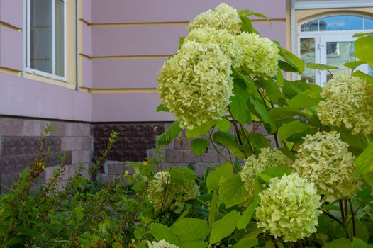 Hydrangea paniculata blooms in the garden. Beautiful green hydrangea blooms.