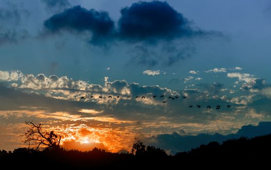 Silhouette of geese flying in the sky during sunset with clouds, light rays atmospheric effect