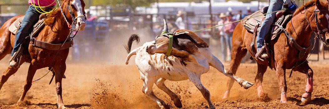 Calf being lassoed in a team calf roping event by cowboys at a country rodeo