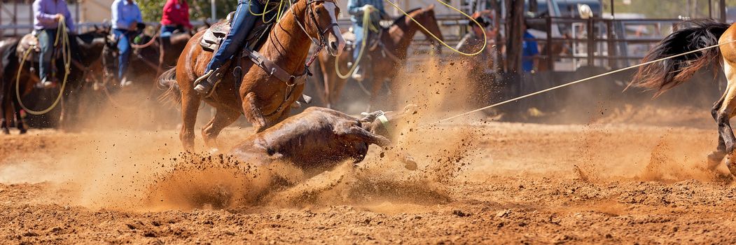 Calf being lassoed in a team calf roping event by cowboys at a country rodeo