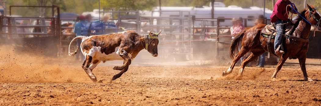 Calf being lassoed in a team calf roping event by cowboys at a country rodeo