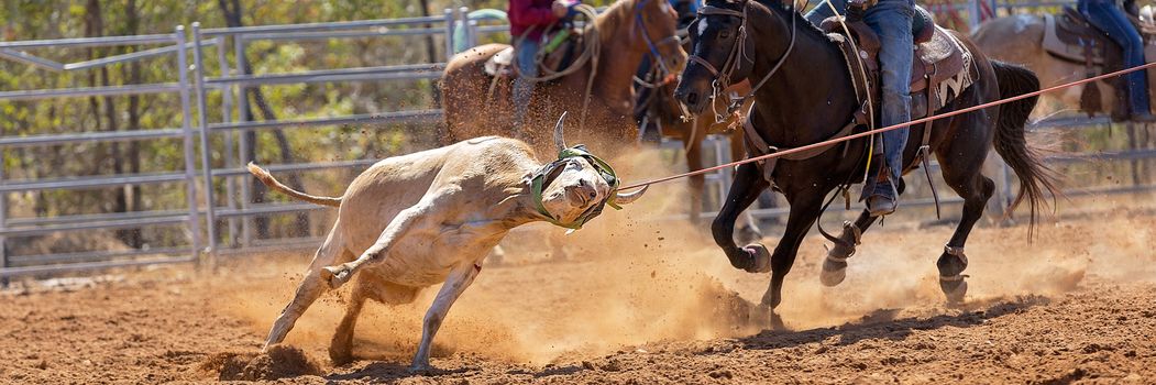 Calf being lassoed in a team calf roping event by cowboys at a country rodeo